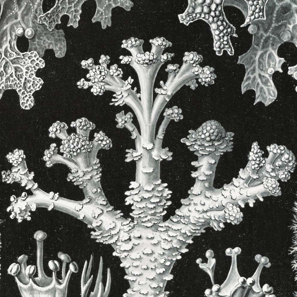 Líquenes de Ernst Haeckel