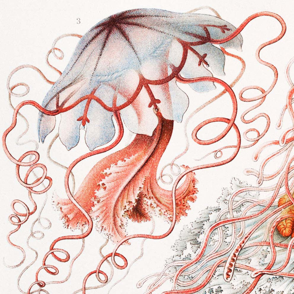 Discomedusae III de Ernst Haeckel