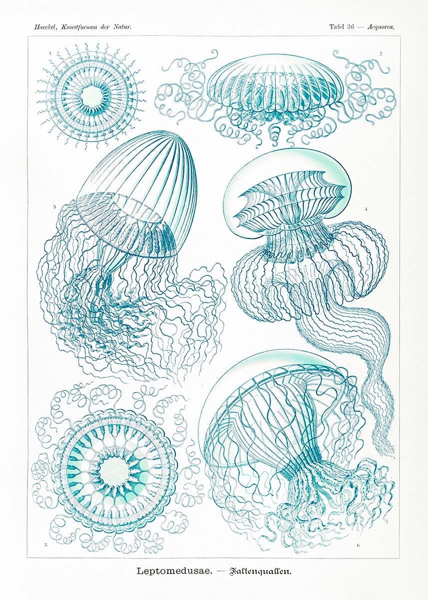 Leptomedusas de Ernst Haeckel
