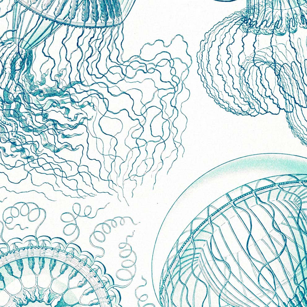Leptomedusas de Ernst Haeckel