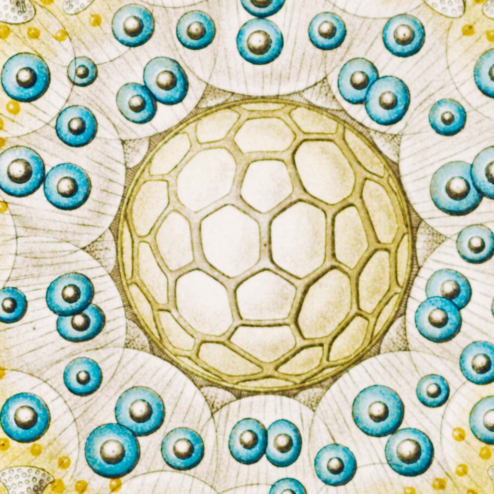 Polycyttaria de Ernst Haeckel