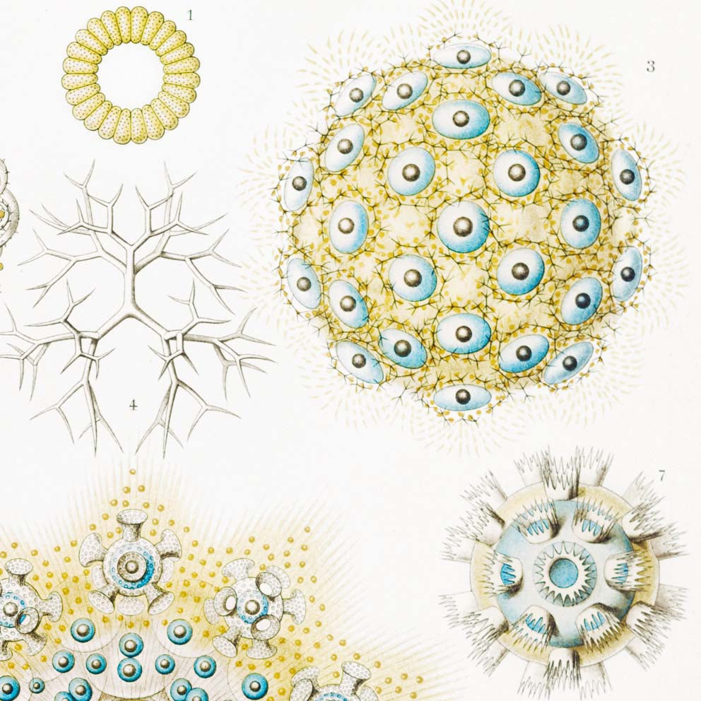 Polycyttaria de Ernst Haeckel