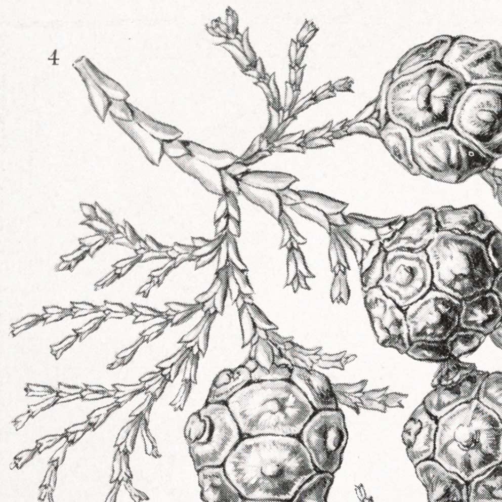 Coníferas y árboles de coníferas de Ernst Haeckel