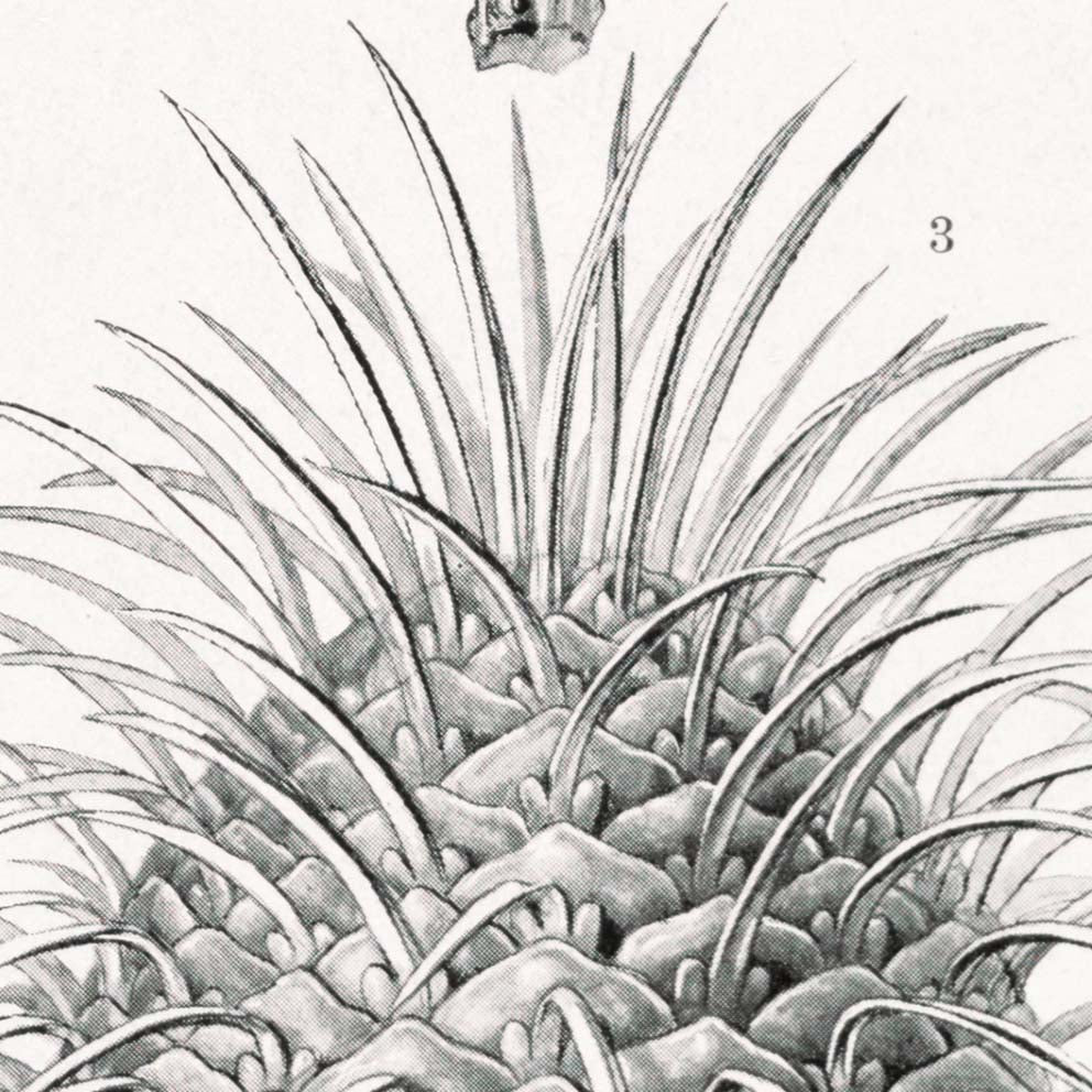 Coníferas y árboles de coníferas de Ernst Haeckel