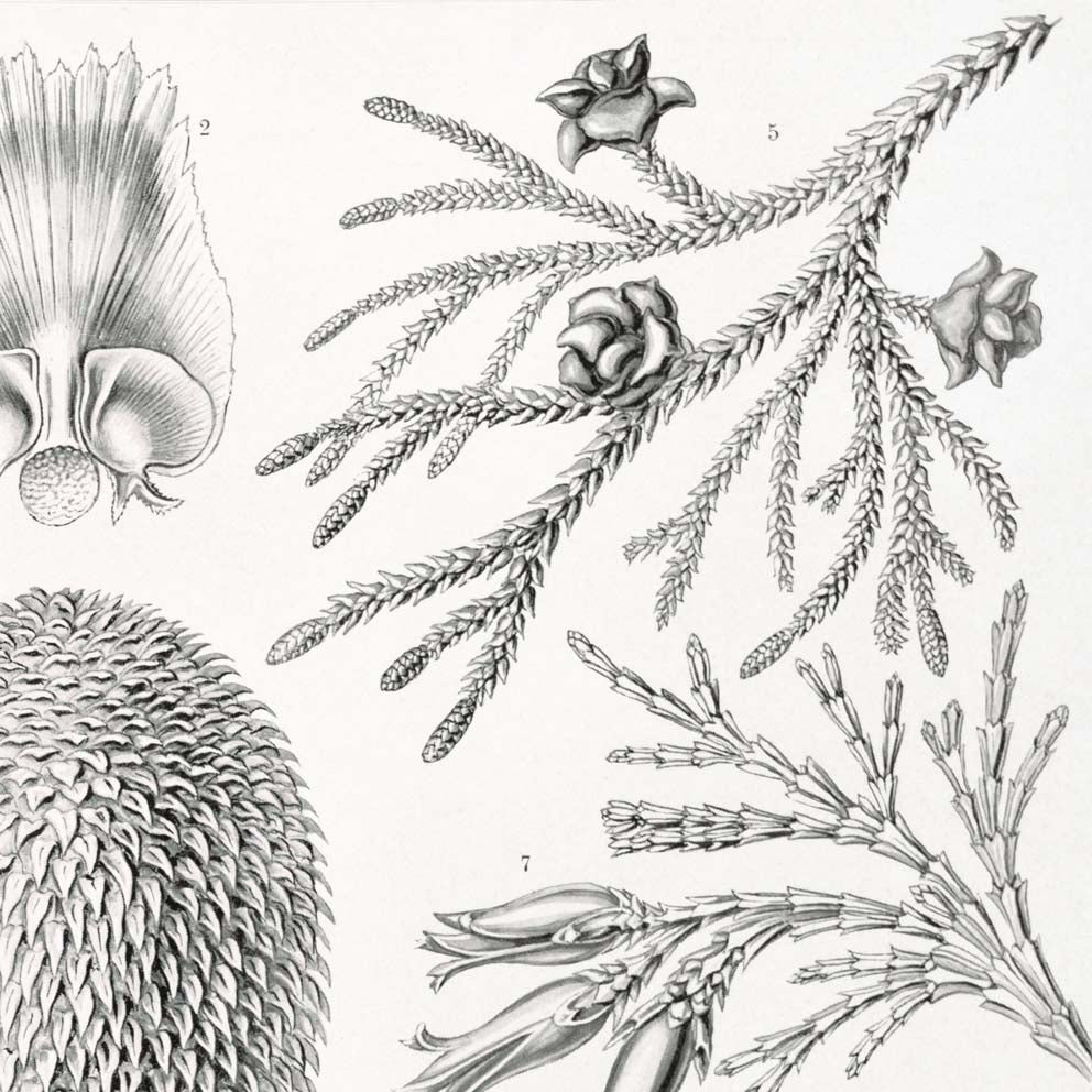 Coníferas y árboles de coníferas de Ernst Haeckel
