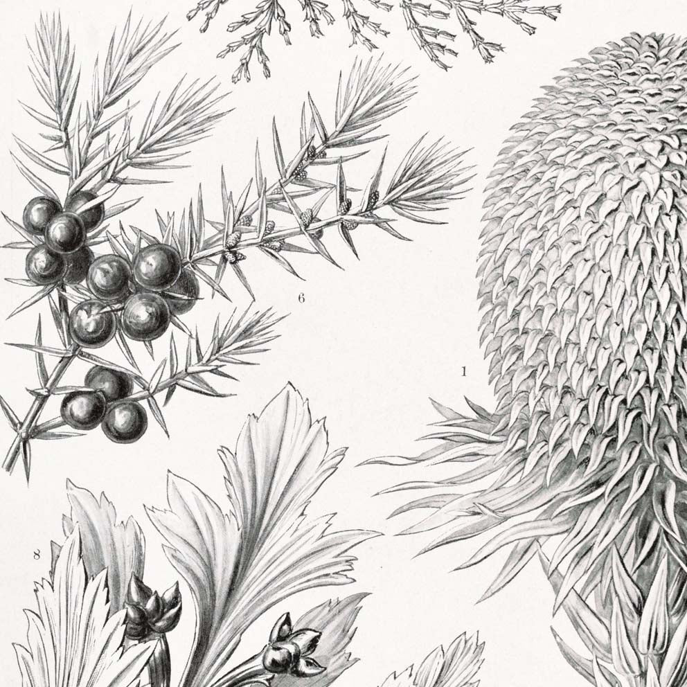 Coníferas y árboles de coníferas de Ernst Haeckel