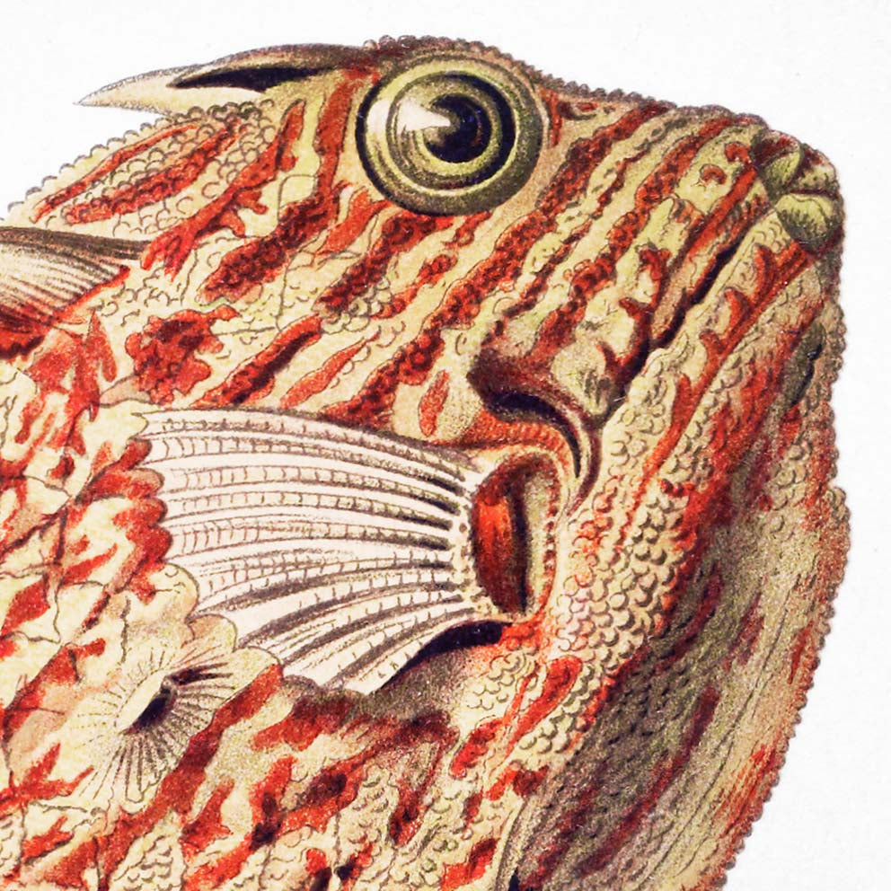 Póster Ostraciontes de Ernst Haeckel