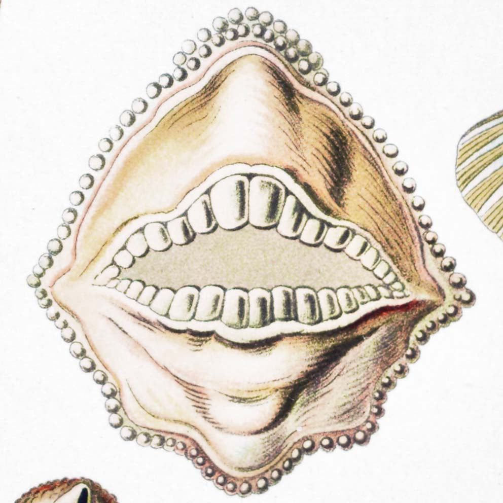 Póster Ostraciontes de Ernst Haeckel