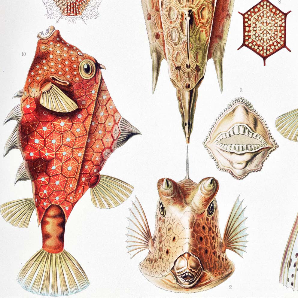 Póster Ostraciontes de Ernst Haeckel