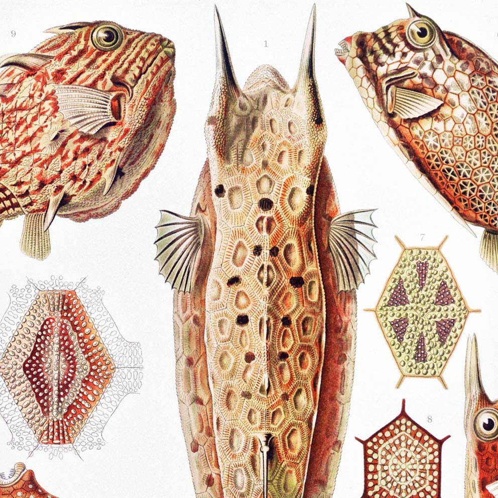 Póster Ostraciontes de Ernst Haeckel