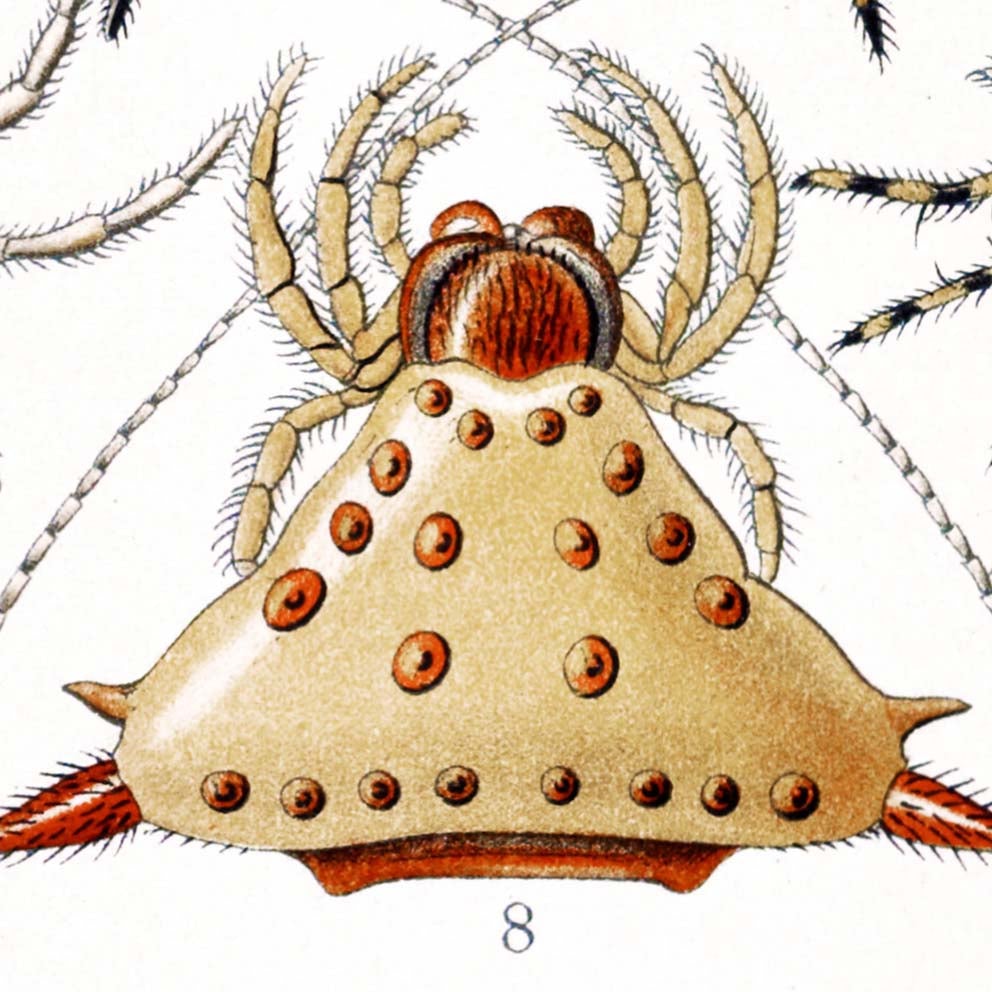 Arachnida by Ernst Haeckel