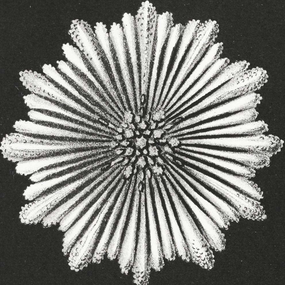 Hexacoralla II de Ernst Haeckel
