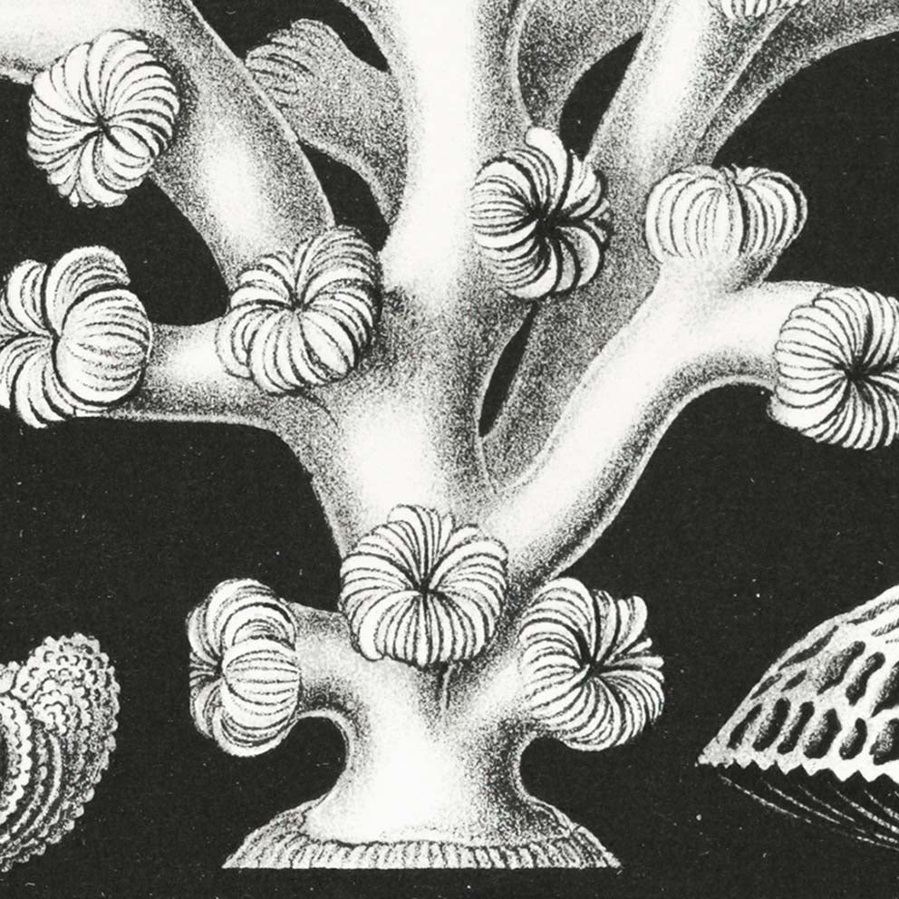 Hexacoralla II de Ernst Haeckel