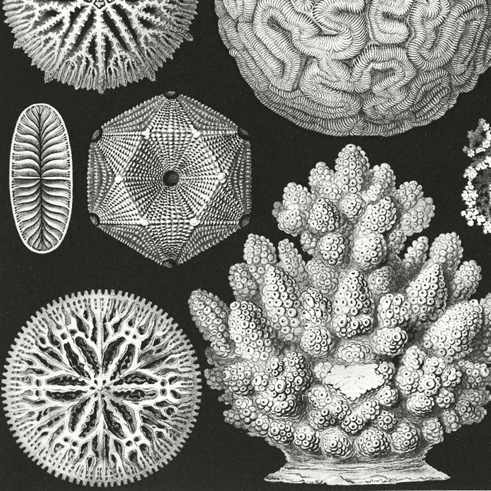 Hexacoralla II de Ernst Haeckel