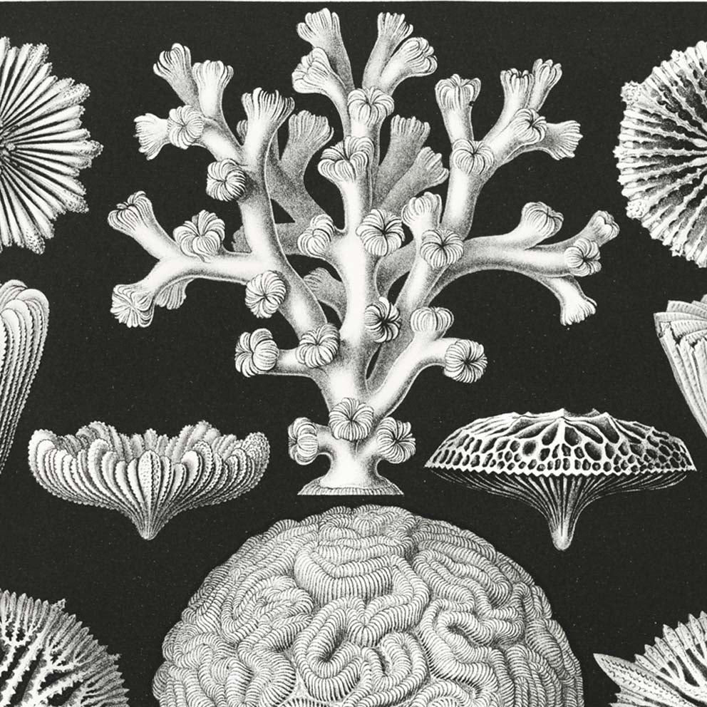 Hexacoralla II de Ernst Haeckel