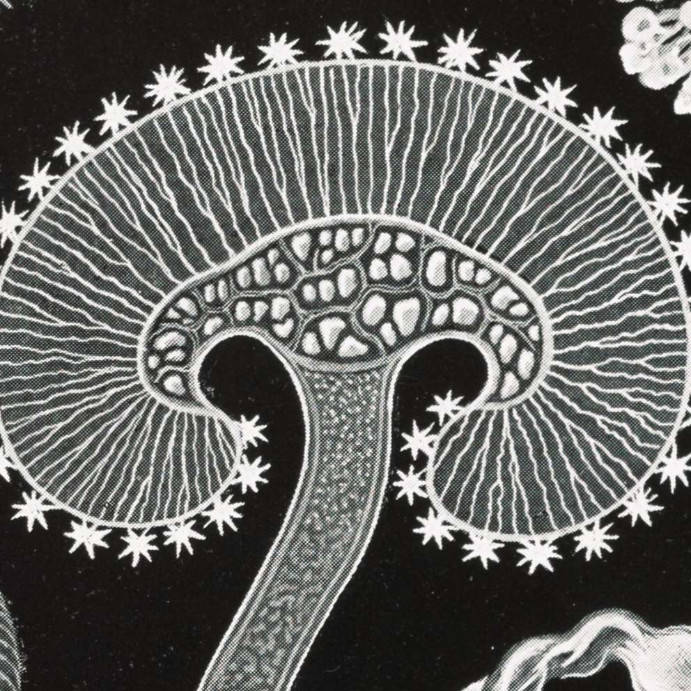Mycetozoa–Pilztiere I de Ernst Haeckel.