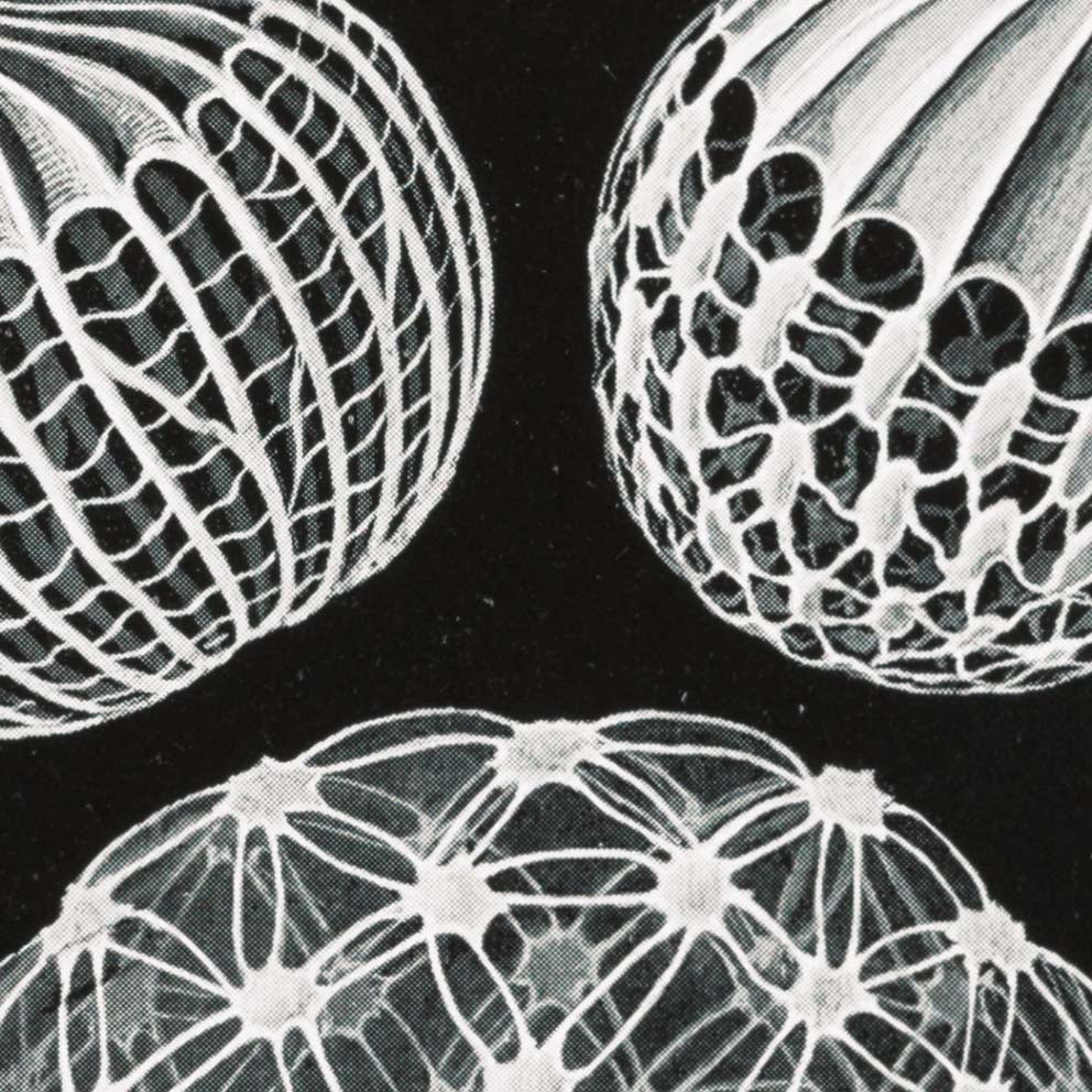 Mycetozoa–Pilztiere I de Ernst Haeckel.