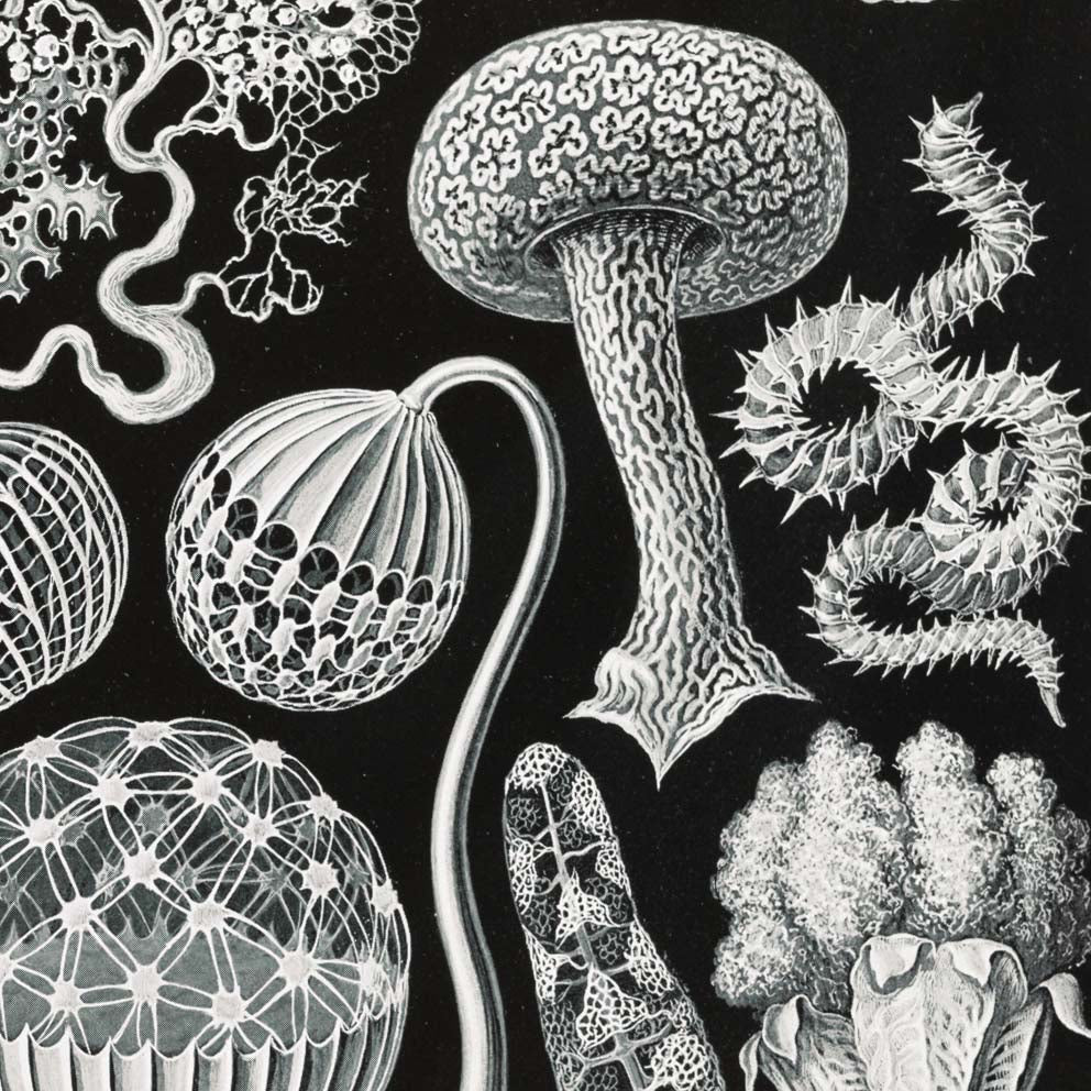 Mycetozoa–Pilztiere I de Ernst Haeckel.