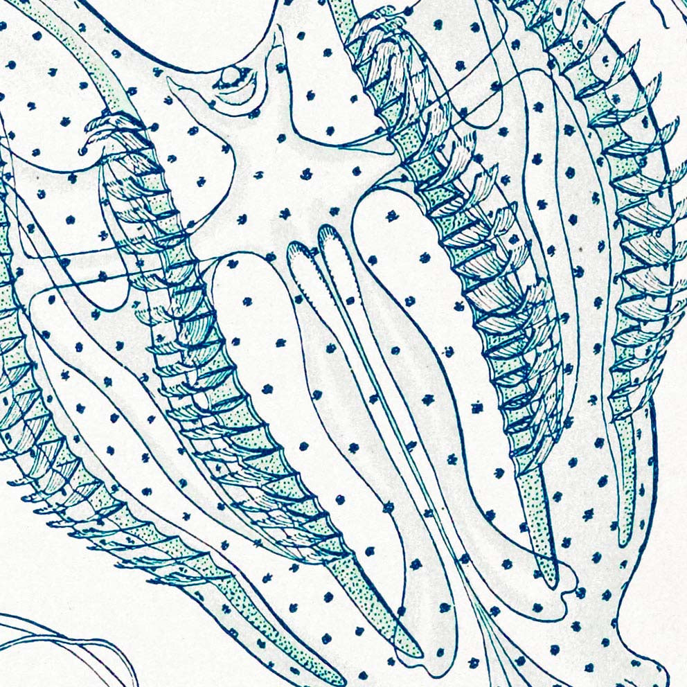 Ctenóforos de Ernst Haeckel