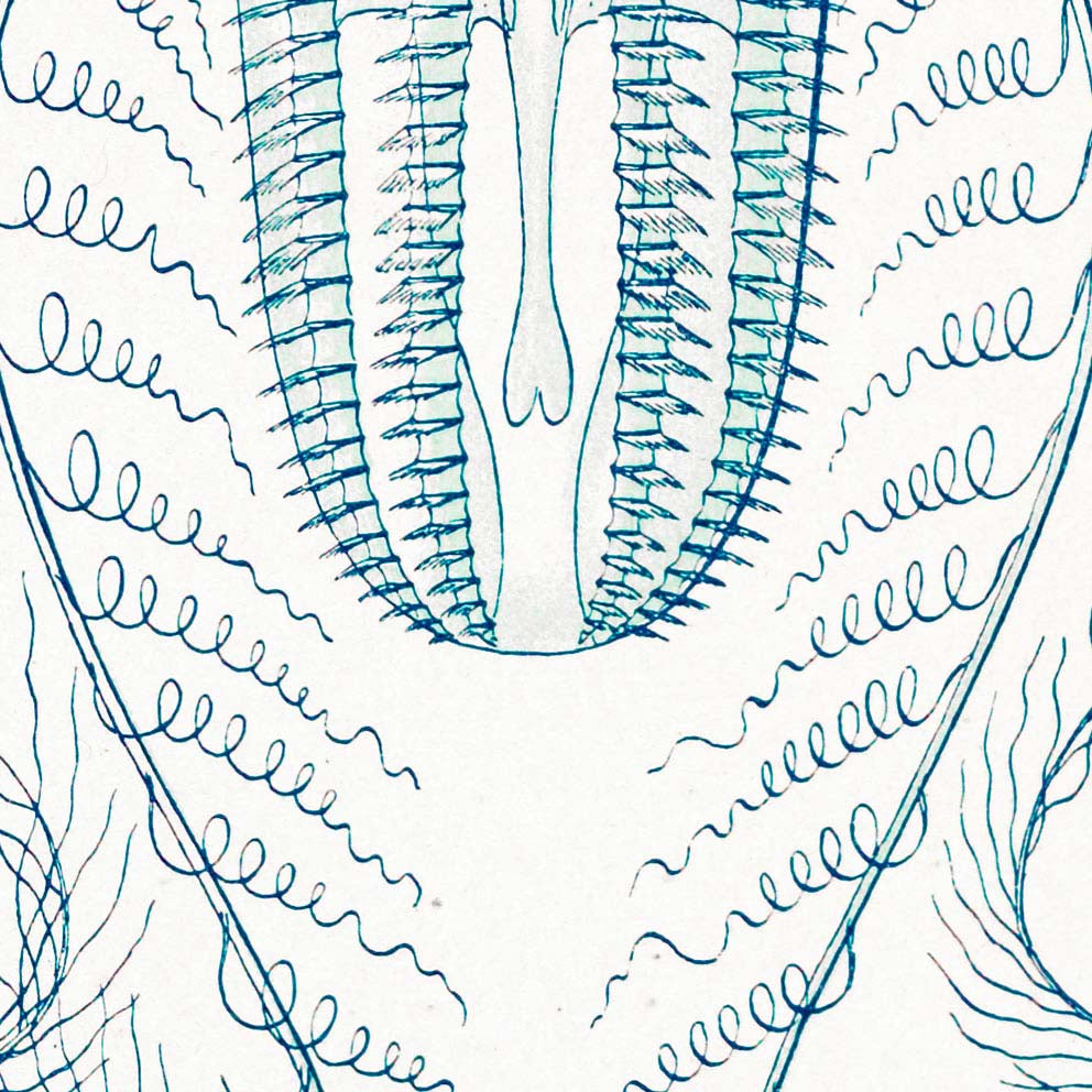 Ctenóforos de Ernst Haeckel