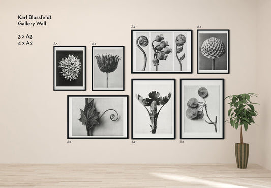 Conjunto de 7 carteles de la galería de arte de Karl Blossfeldt