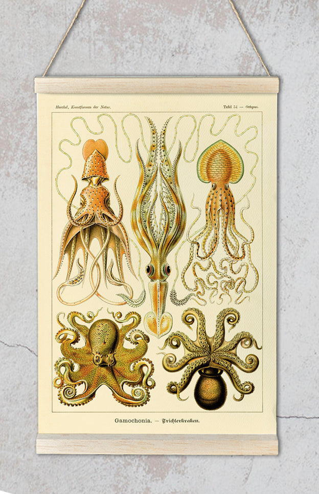 Gamochonia I de Ernst Haeckel