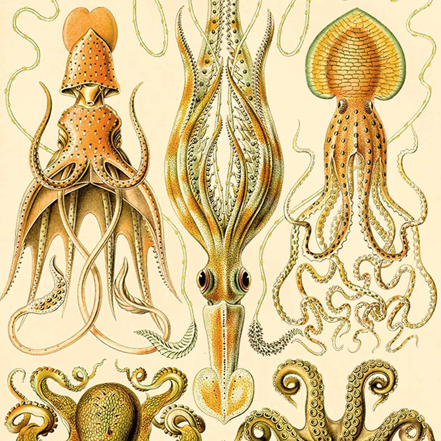 Gamochonia I de Ernst Haeckel