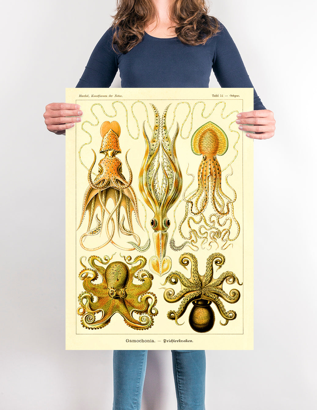 Gamochonia I de Ernst Haeckel