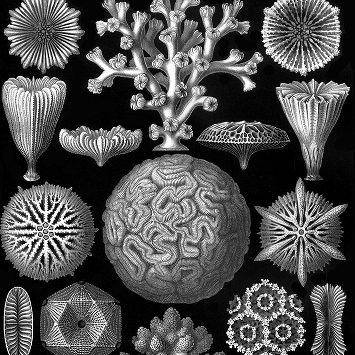 Mycetozoa–Pilztiere II de Ernst Haeckel