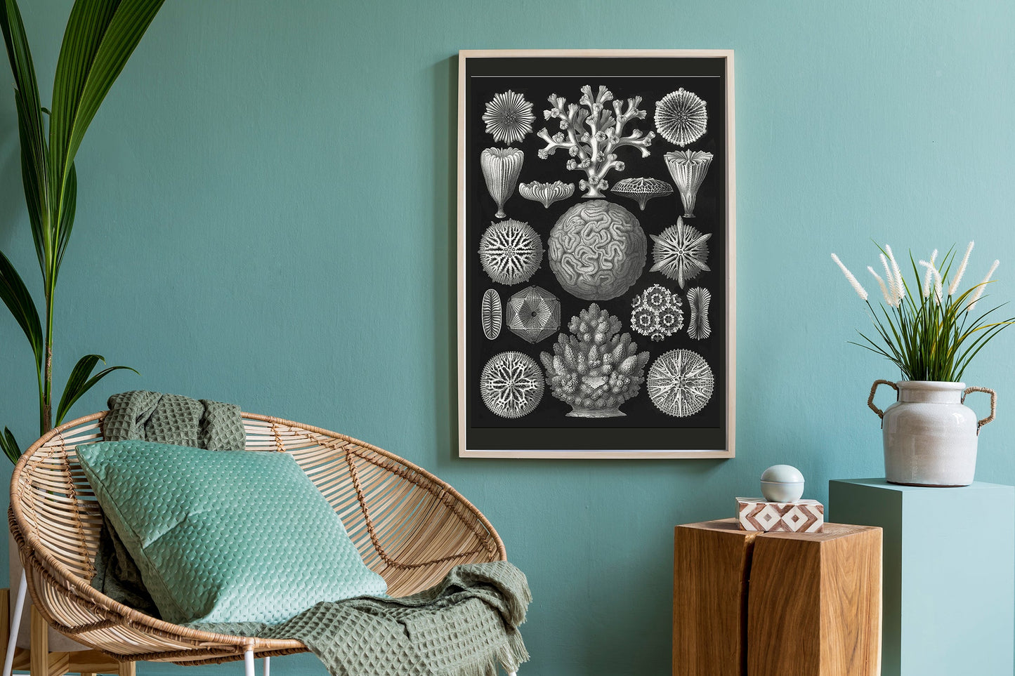 Mycetozoa–Pilztiere II de Ernst Haeckel