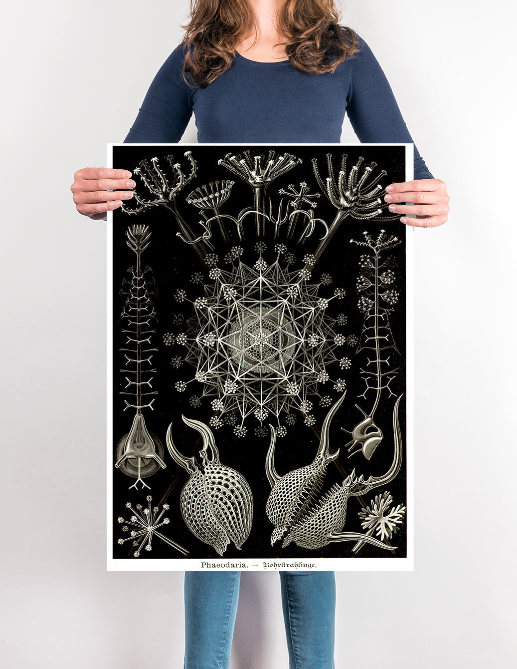 Fedaria de Ernest Haeckel