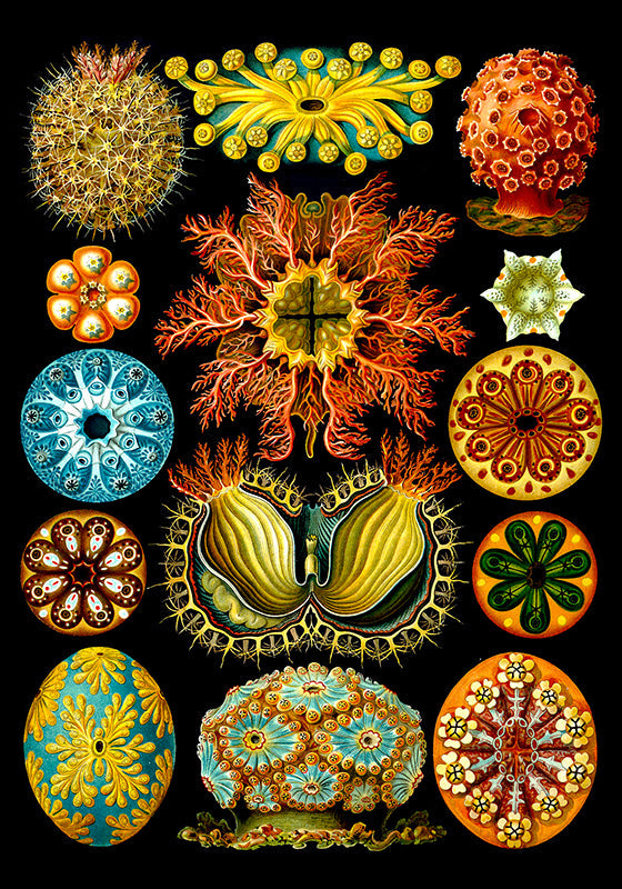 Corales coloridos Embriología de Ernst Haeckel