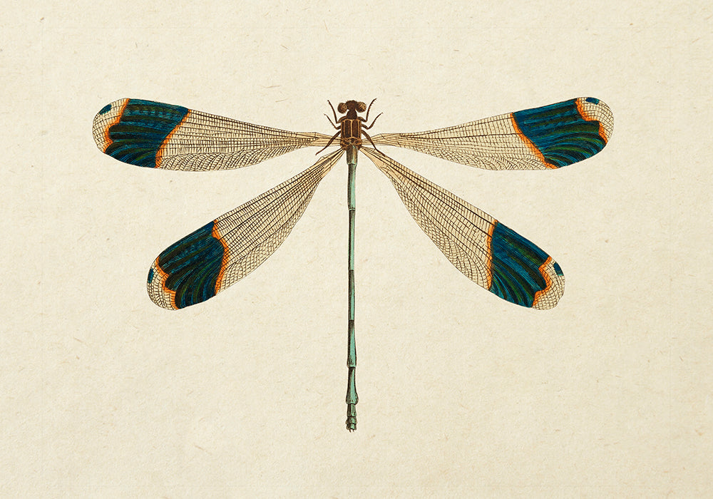 Tríptico de animales antiguos, serie 3 (juego de 3 láminas)