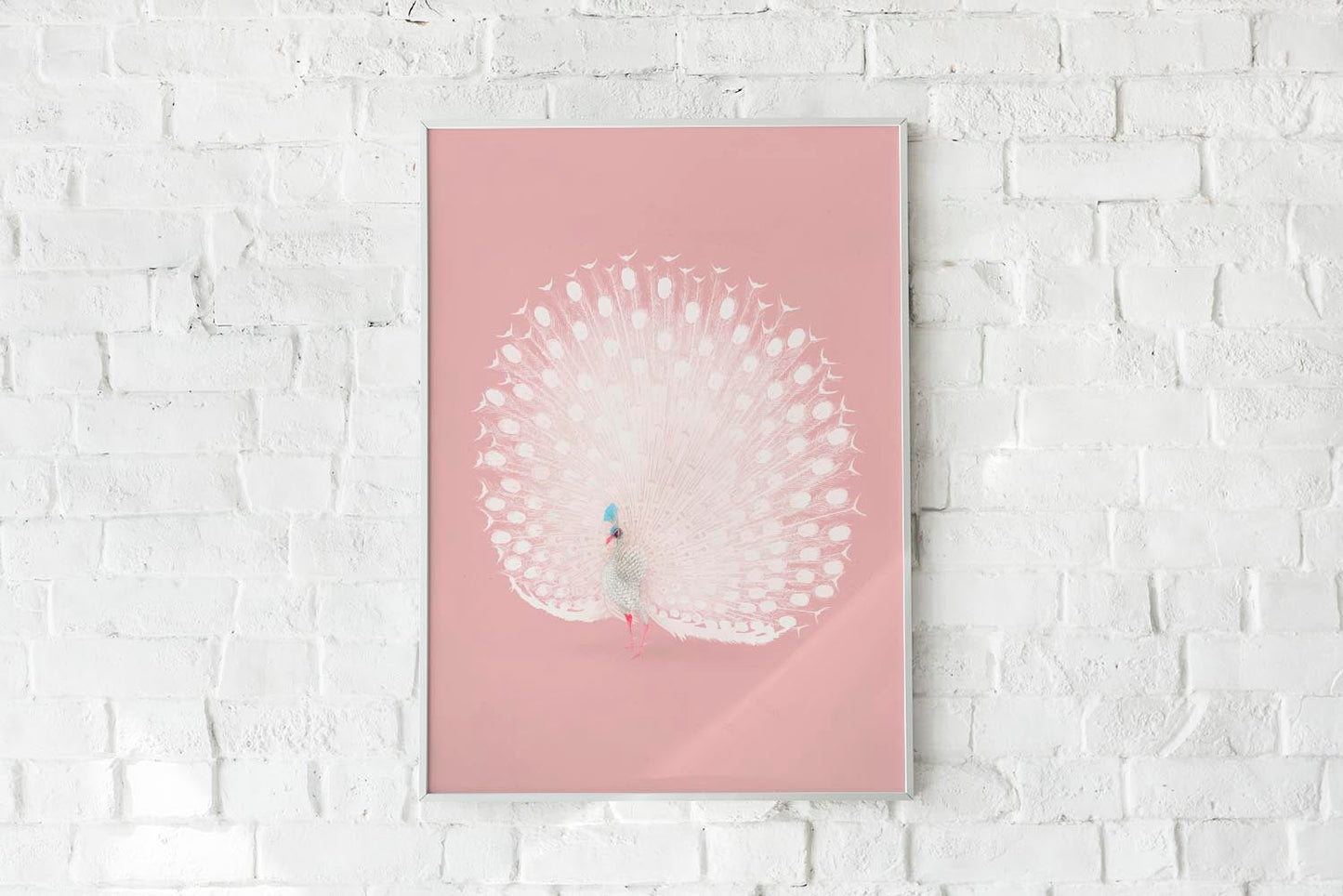 Pavo real blanco japonés remezclado en rosa