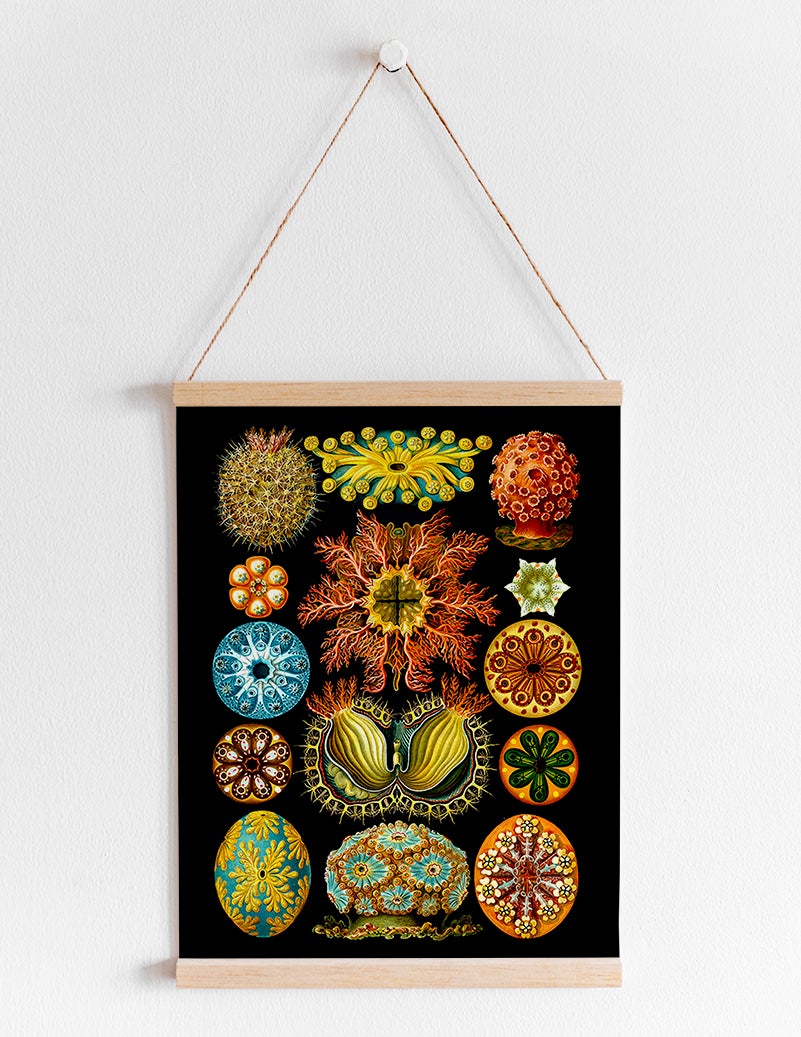 Ernst Haeckel Wall Art - Colourful Corals Embryology by Ernst Haeckel Poster