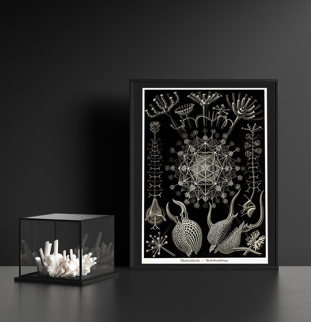 Ernst Haeckel Wall Art - Phaeodaria by Ernest Haeckel Poster