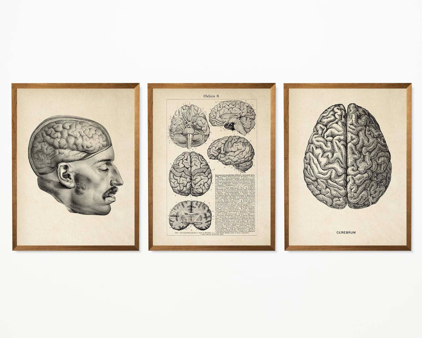 Pósteres de anatomía vintage "BRAINY" Juego de 3 impresiones