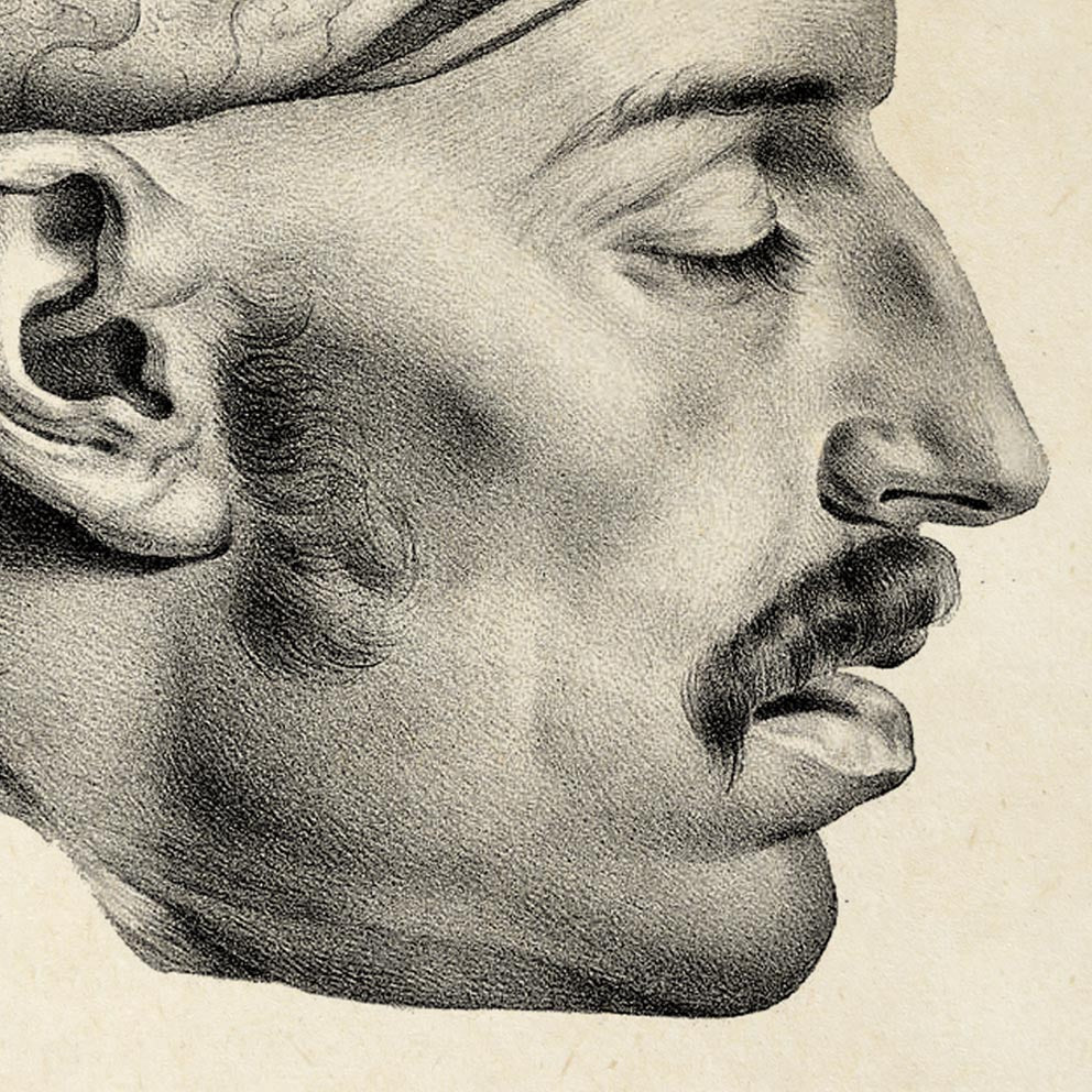 Pósteres de anatomía vintage "BRAINY" Juego de 3 impresiones