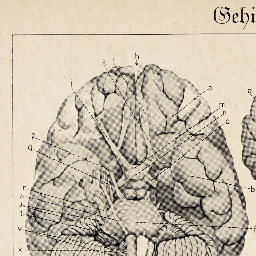 Pósteres de anatomía vintage "BRAINY" Juego de 3 impresiones