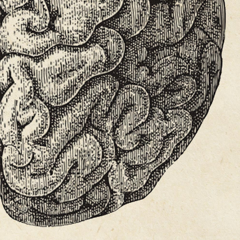 Pósteres de anatomía vintage "BRAINY" Juego de 3 impresiones