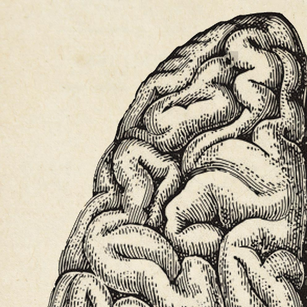 Pósteres de anatomía vintage "BRAINY" Juego de 3 impresiones