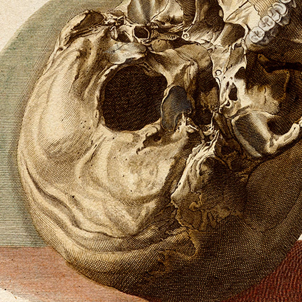 Pósteres de anatomía vintage "ESQUELETO" Juego de 3 impresiones