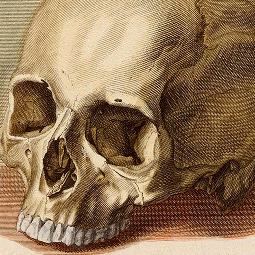 Pósteres de anatomía vintage "ESQUELETO" Juego de 3 impresiones