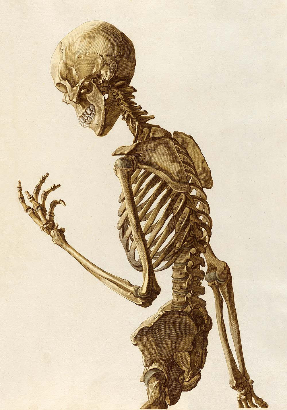 Pósteres de anatomía vintage "ESQUELETO" Juego de 3 impresiones