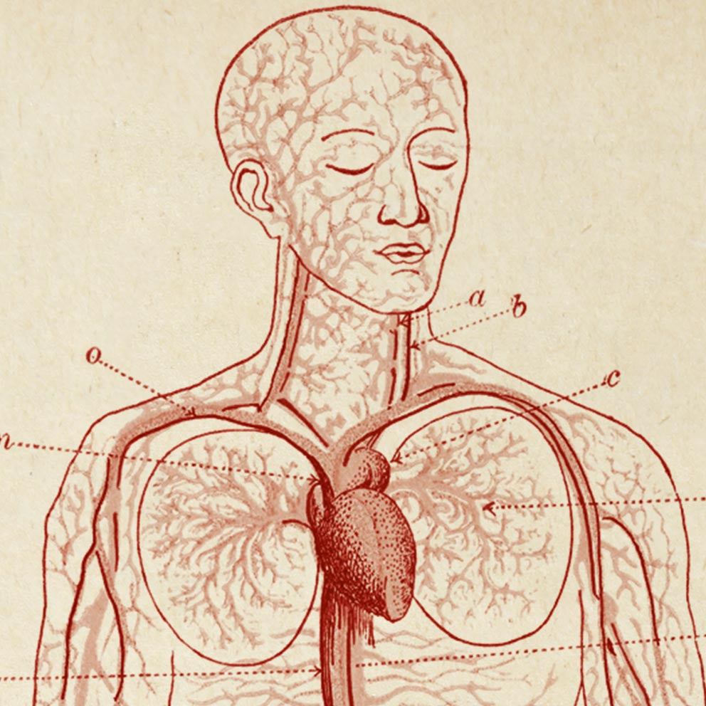 Carteles de anatomía vintage "BLOOD" Juego de 3 impresiones