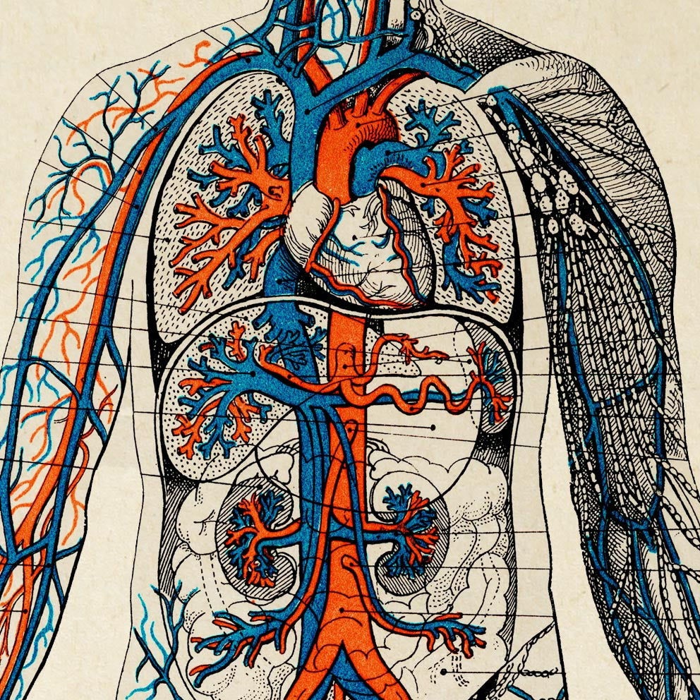 Carteles de anatomía vintage "BLOOD" Juego de 3 impresiones