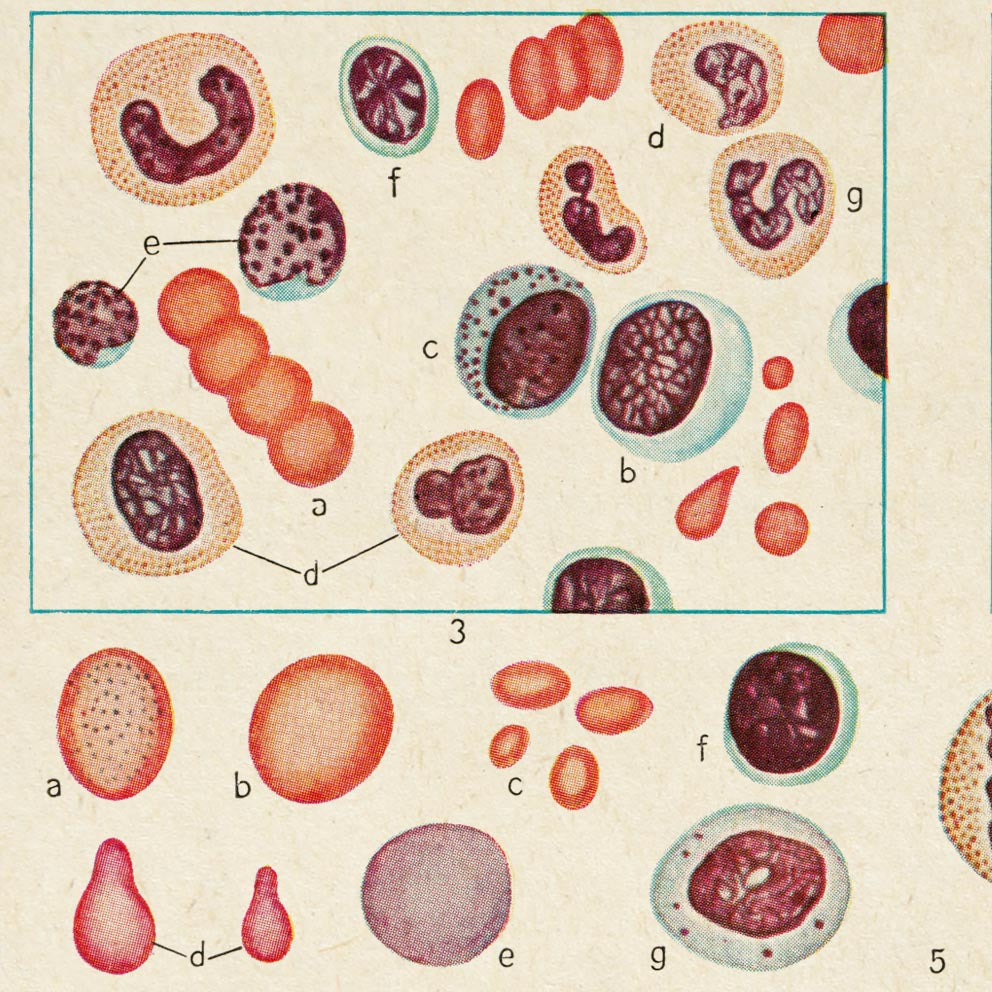 Carteles de anatomía vintage "BLOOD" Juego de 3 impresiones
