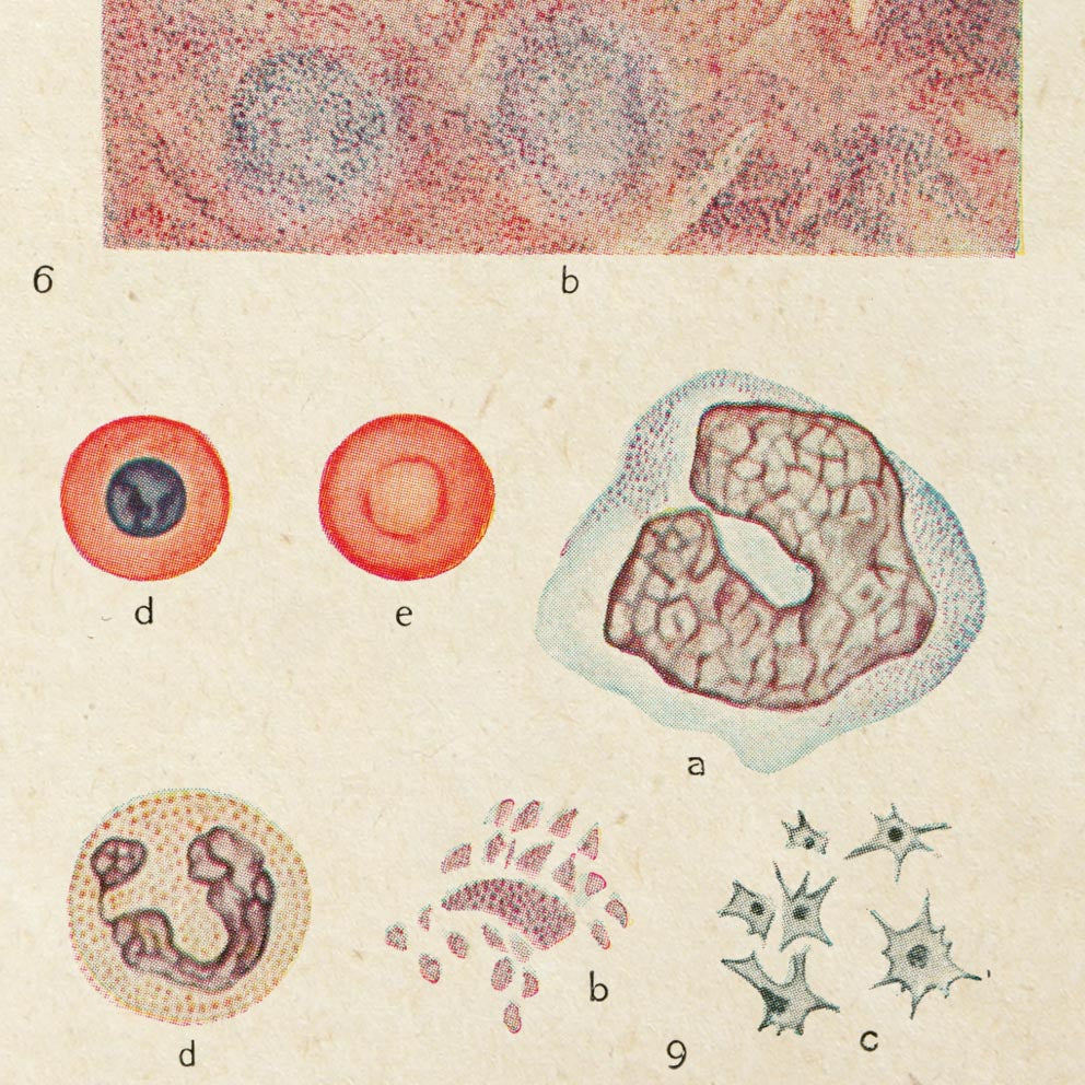 Carteles de anatomía vintage "BLOOD" Juego de 3 impresiones