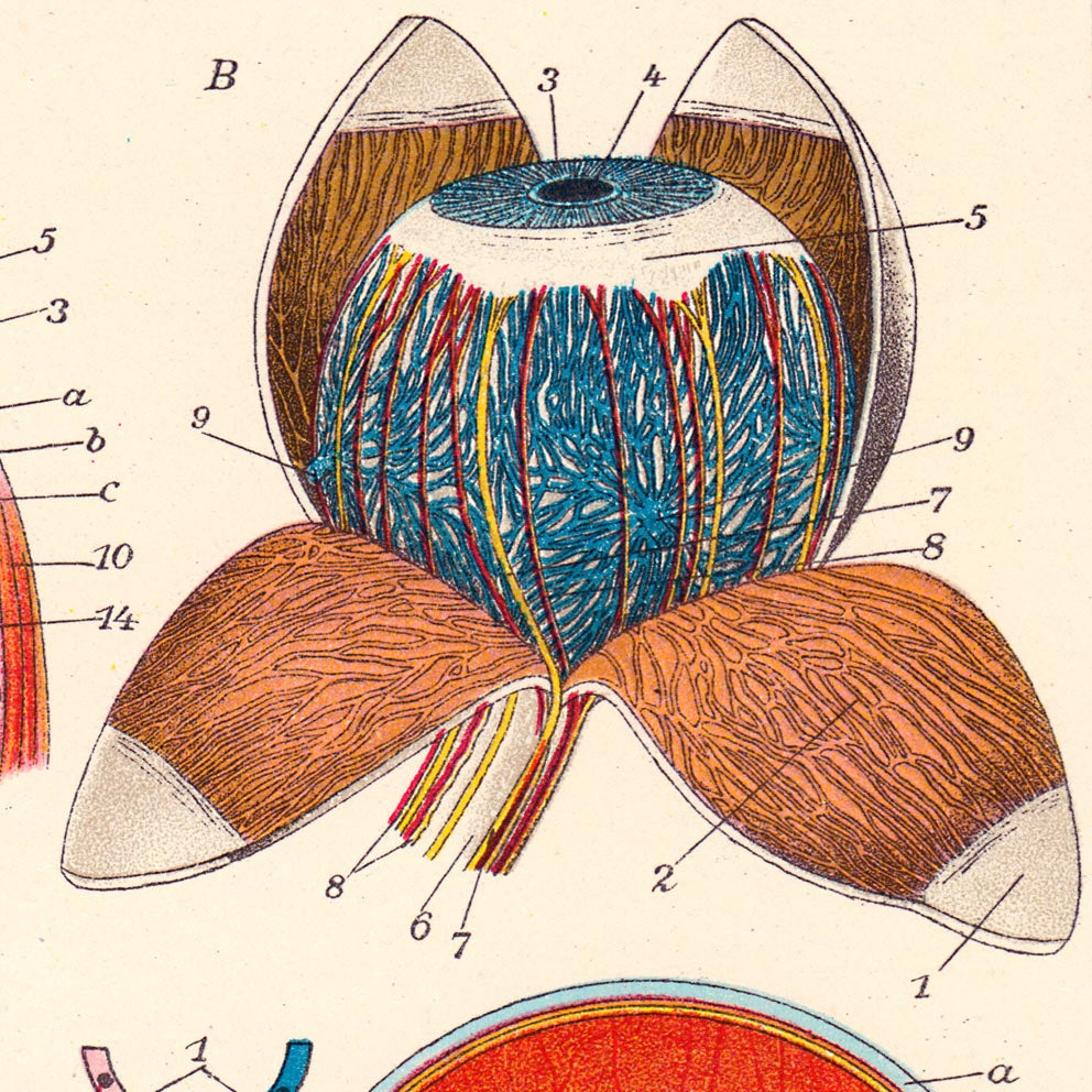 Pósteres de anatomía vintage "EYE FULL" Juego de 3 pósteres