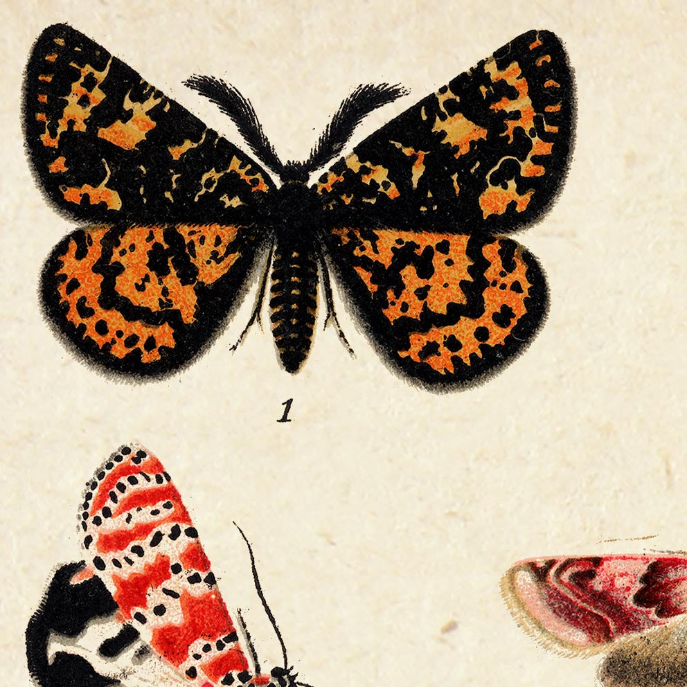 Pósteres de mariposas vintage "PAPILLONS" Juego de 3 impresiones